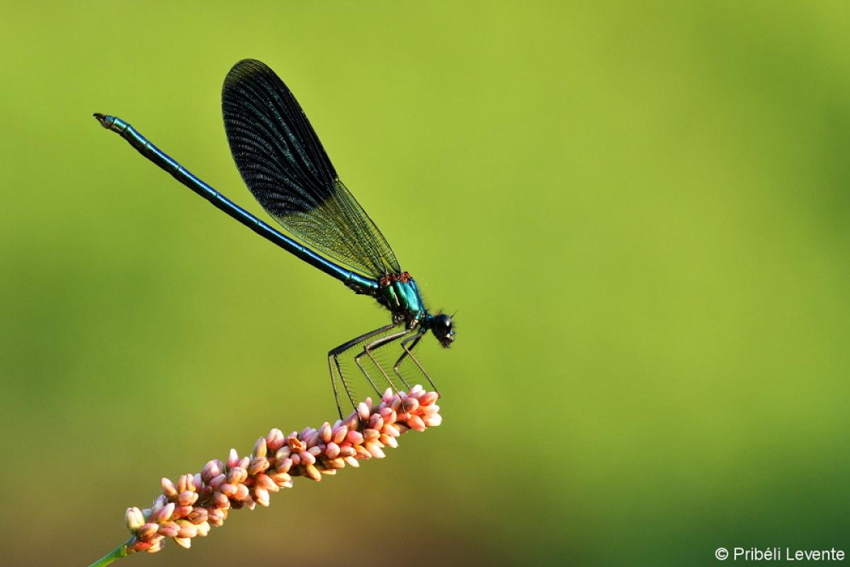 Nyolcpontos cincér (Saperda octopunctata)