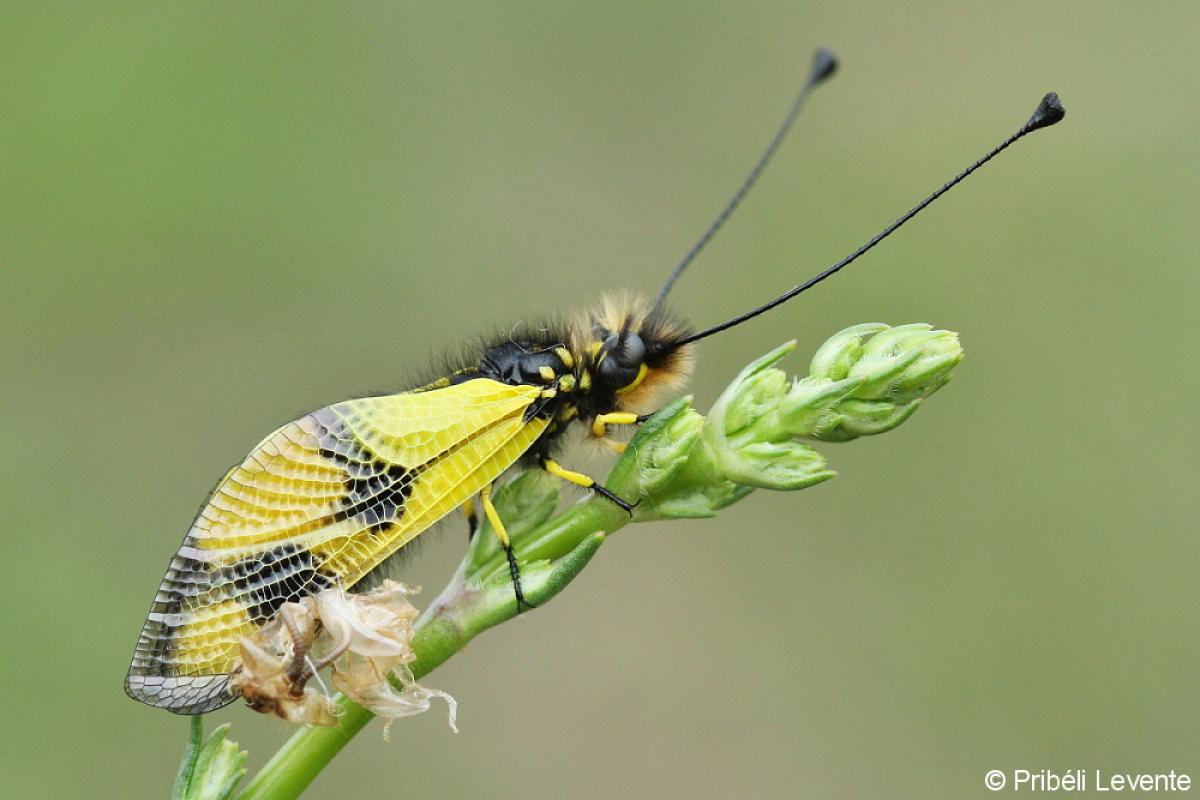 Nyolcpontos cincér (Saperda octopunctata)