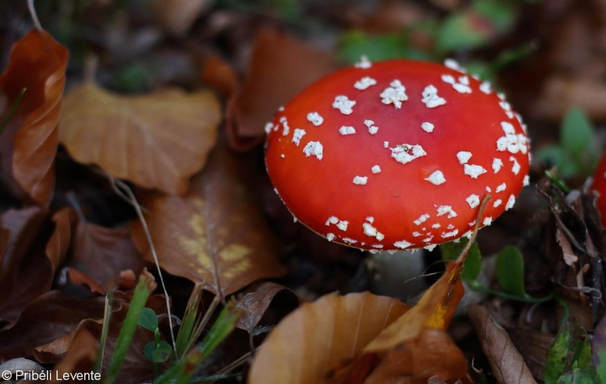 Éneklő nádi tücsökmadár (Locustella luscinioides)