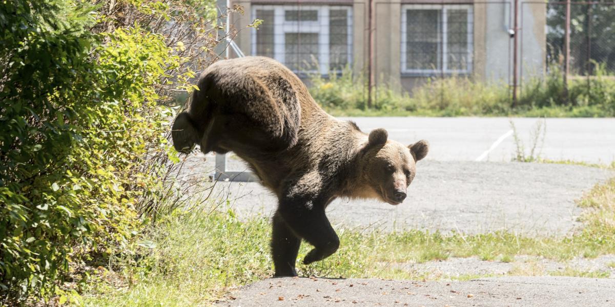 Hím barna medve (Ursus arctos) a csíkszeredai Octavian Goga Főgimnázium udvarán 2018. augusztus 21-én