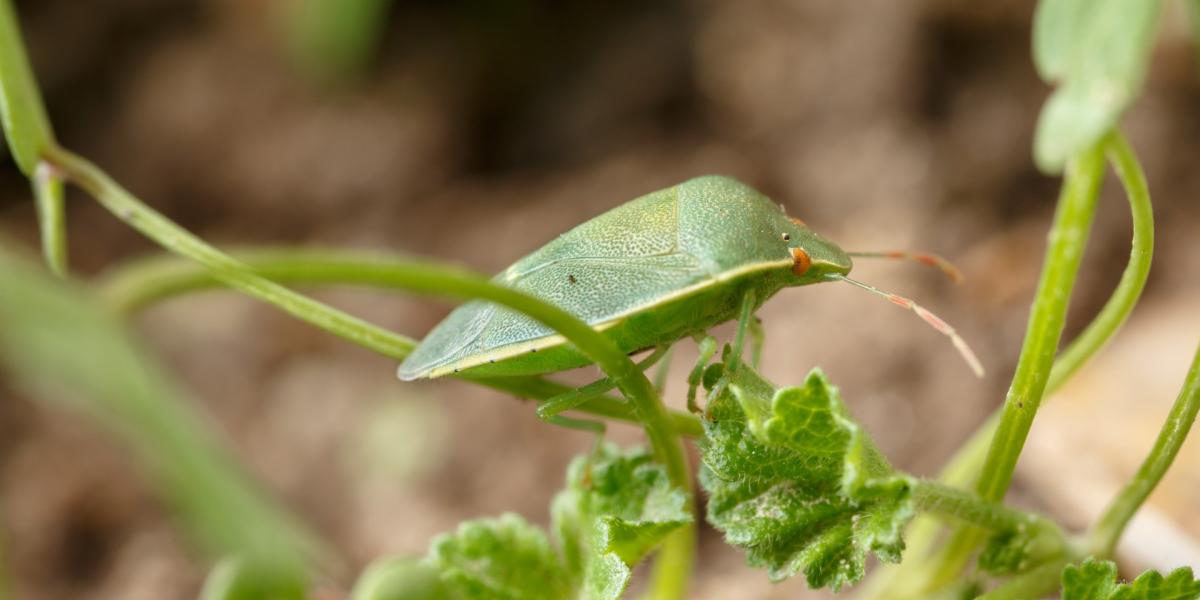 Zöld vándorpoloska (Nezara viridula)