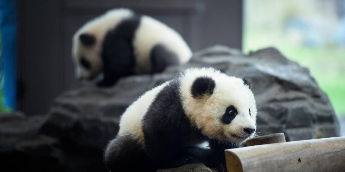 First excursion of the Berlin Panda twins