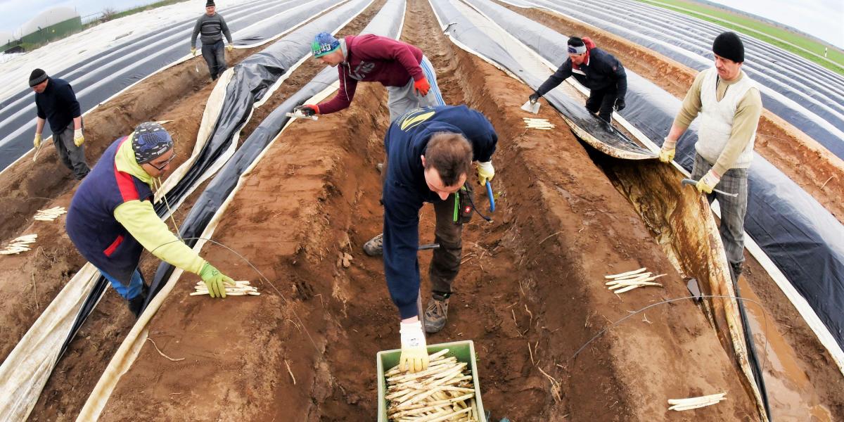 SPÁRGASZEDŐK - Hódít a németországi szezonmunka