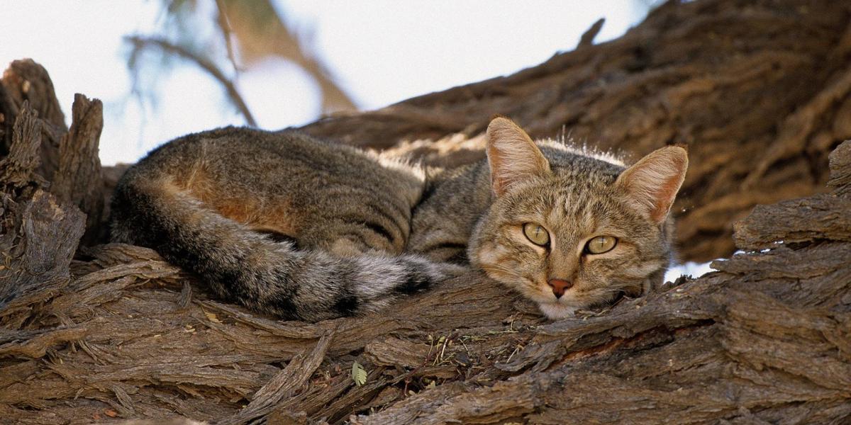 Felis silvestris lybica, azaz afrikai vadmacska