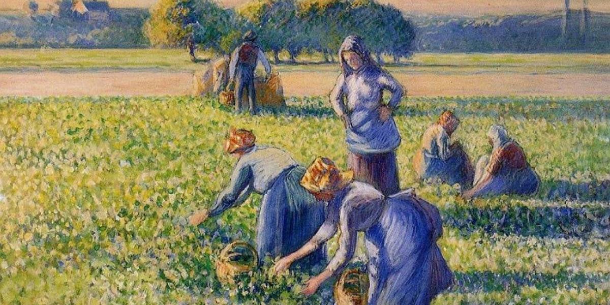 Pissarro  - La cueillette des pois