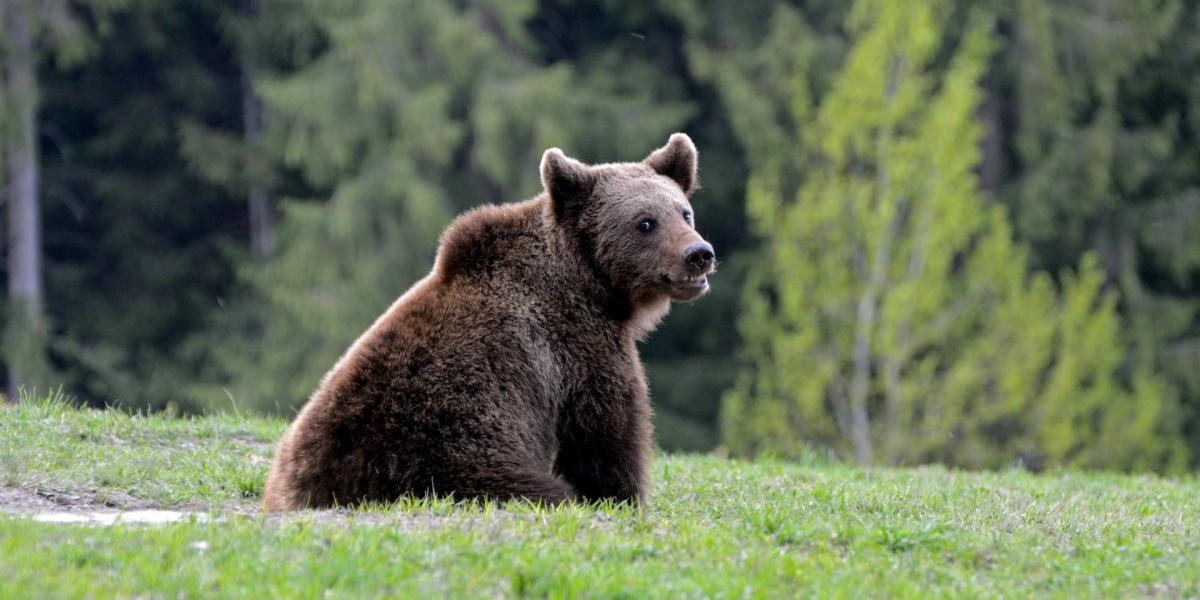 Brown,Bear,In,Carpathian,Mountains,In,Transylvania,,Romania