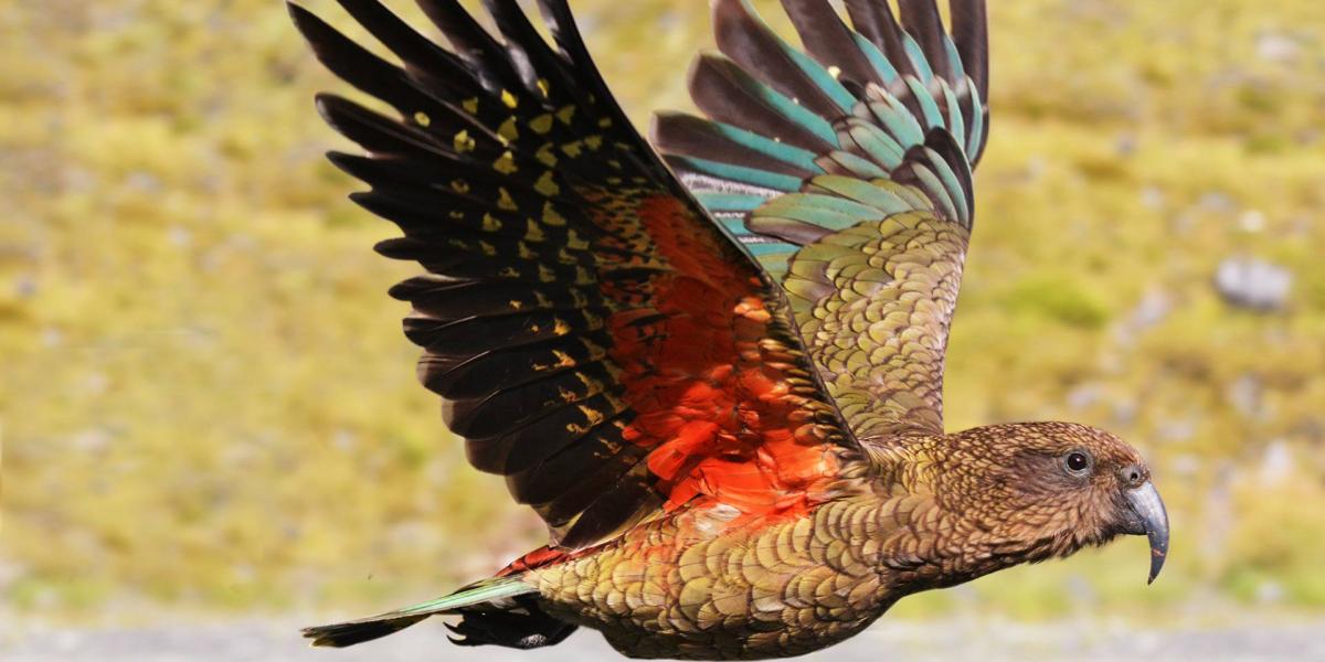 Kea,Mountain,Parrot,(nestor,Notabilis),Fly`s,In,Motion,In,Fiordland