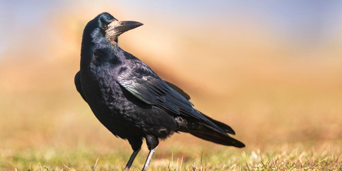 Megindult a vetési varjak lassú bevándorlása a városi területekre. Ennek egyik fő oka az ártéri erdők, illetve a mezőgazdasági földek közötti fasorok eltűnése