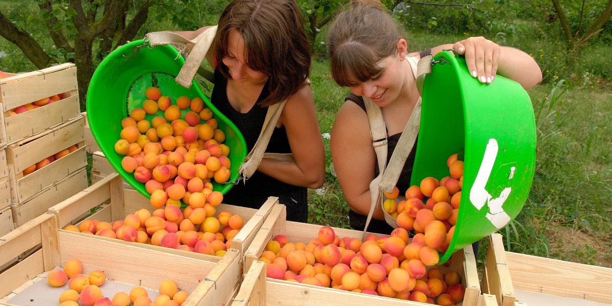 Mezőgazdasági munkára nehezebben találnak diákokat, itt átlagosan 1400 forintos órabért kínálna