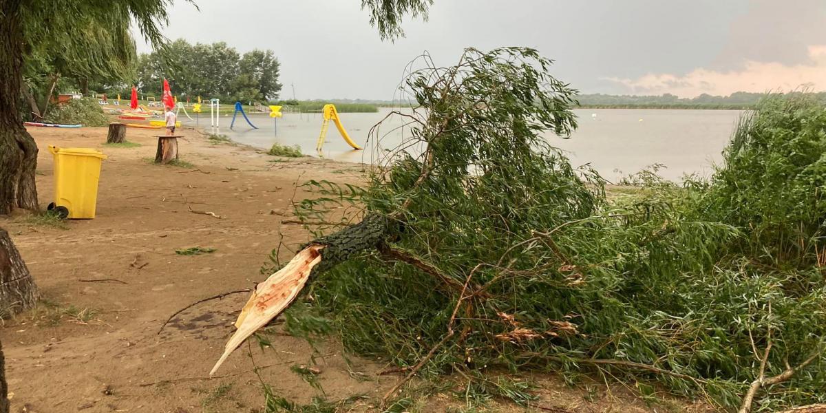 Kidőlt fa a poroszlói strandon. 