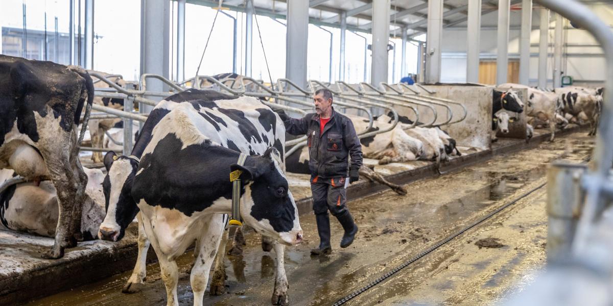 Két istálló épül a teheneknek Mezőhegyesen, az egyikben kapnak helyet a vemhes üszőknek készülő vízágyak 