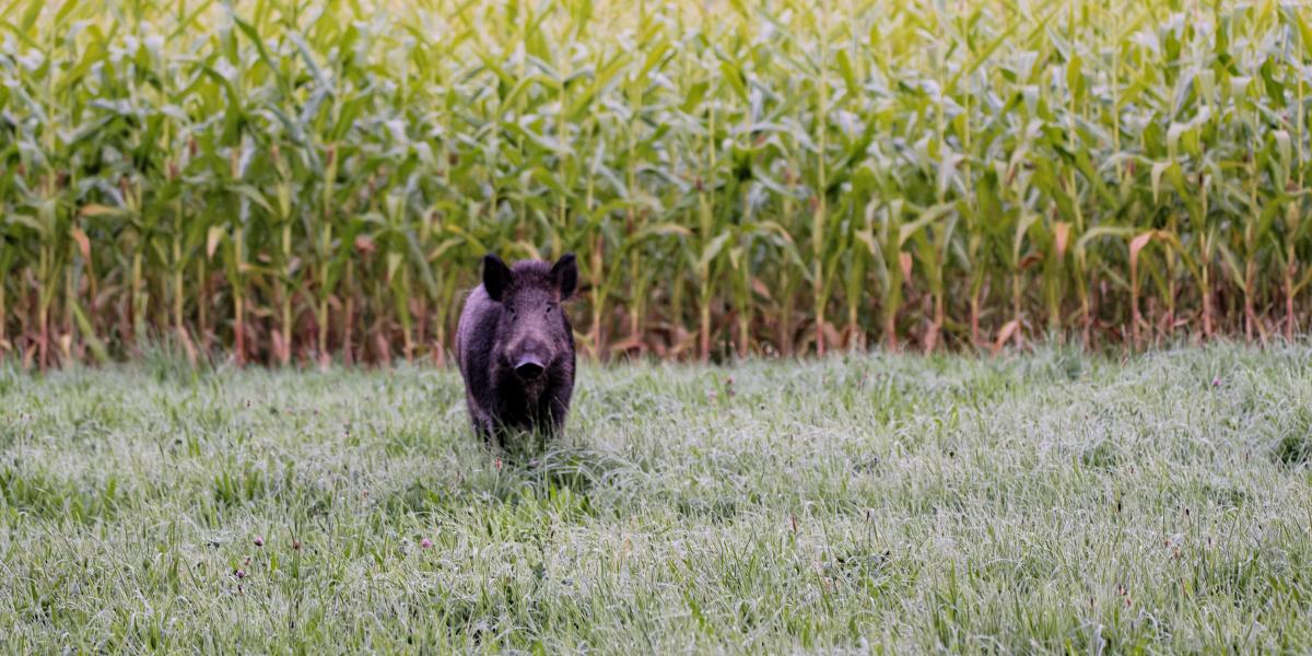 Beszéltünk olyan vállalkozóval, aki szerint a vadak által okozott éves kár Magyarországon nem a hivatalosan közölt 21 milliárd forint, hanem jóval több