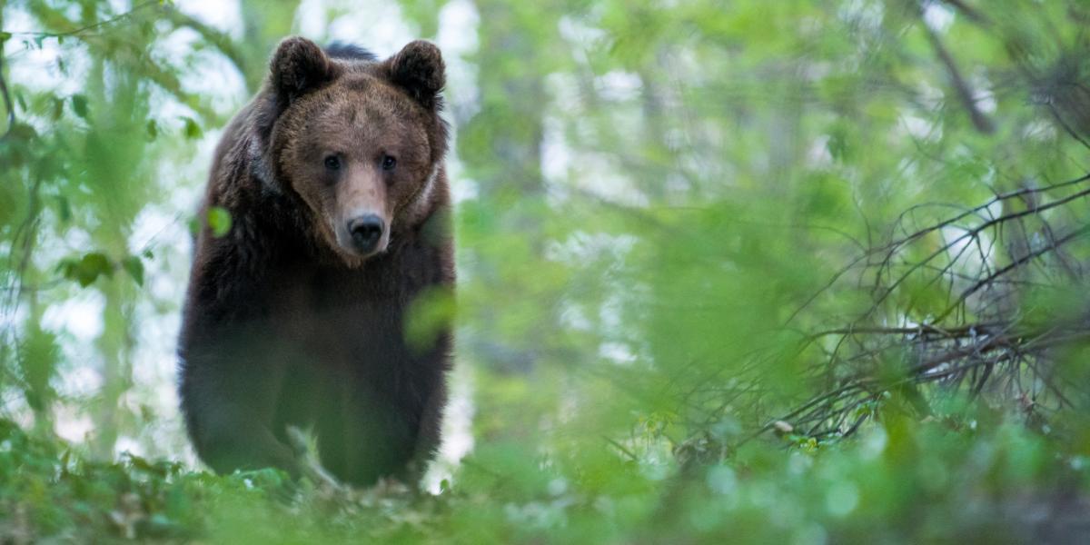 Képünk illusztráció, erdőben bóklászó barnamedve 2019-ben Szlovákiában