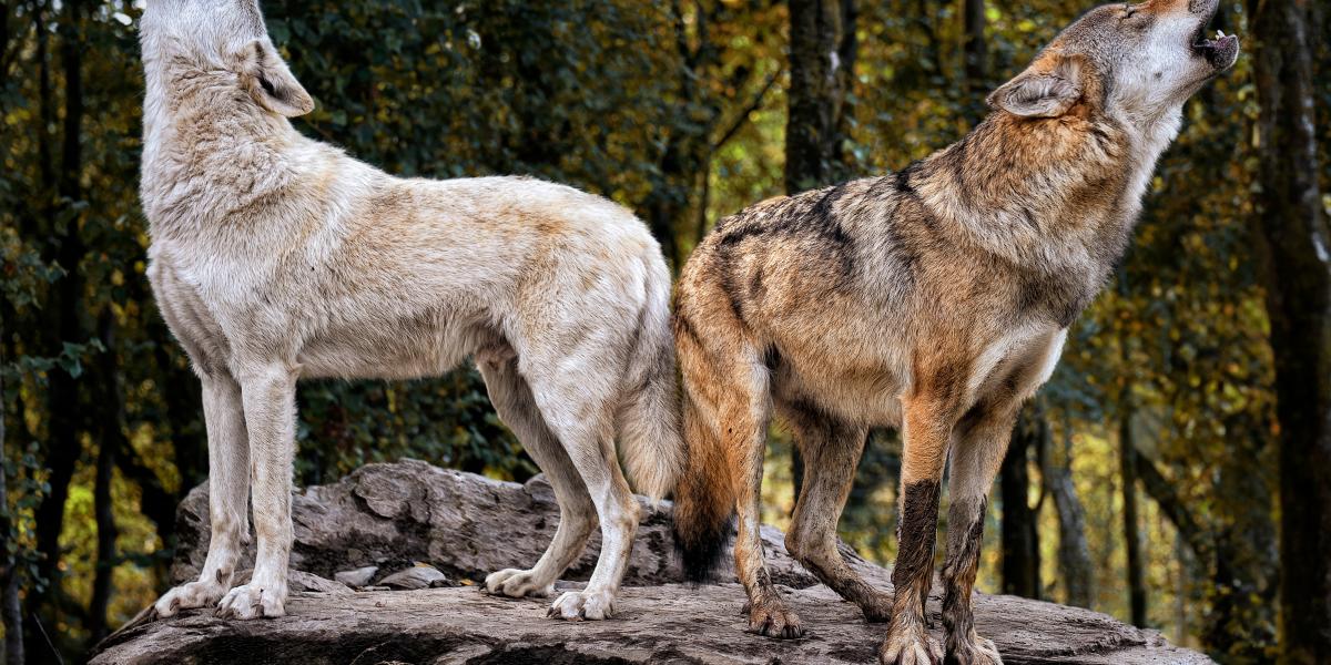 Az egyes tagállamok dönthetnek úgy, hogy fenntartják a faj magasabb szintű védettségét