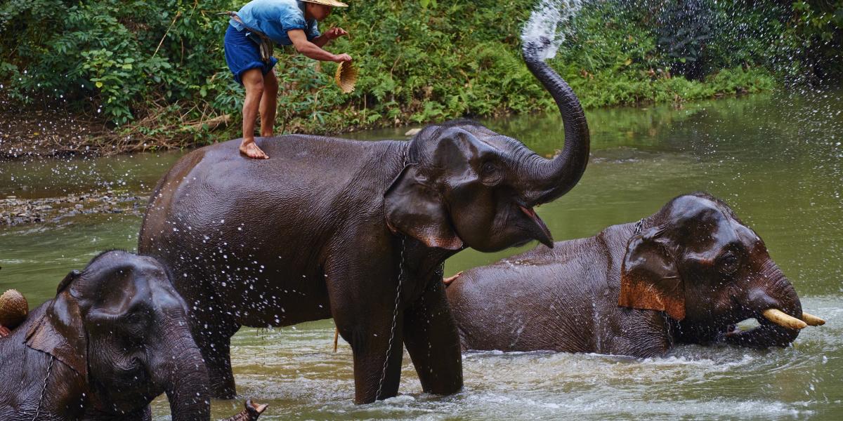 Elefántfürdetés Thaiföldön - Képünk illusztráció 