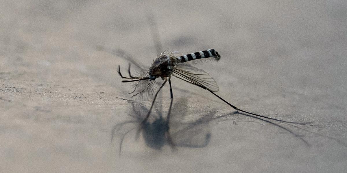 Egyiptomi csípőszúnyog (Aedes aegypti).