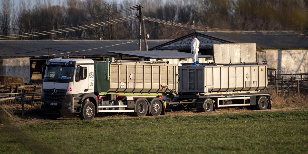 Folyamatosan szállítják a leölt állatokat egy Bábolnához közeli, klórral beszórt dögkútba