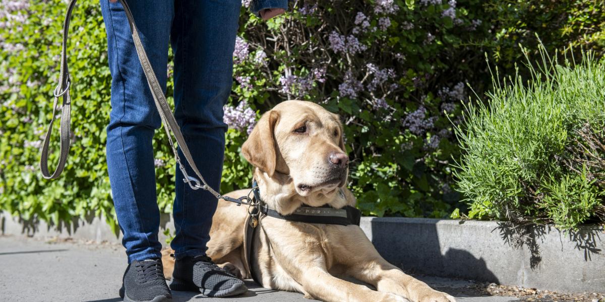 Titán, a labrador olyan, mint egy zen mester