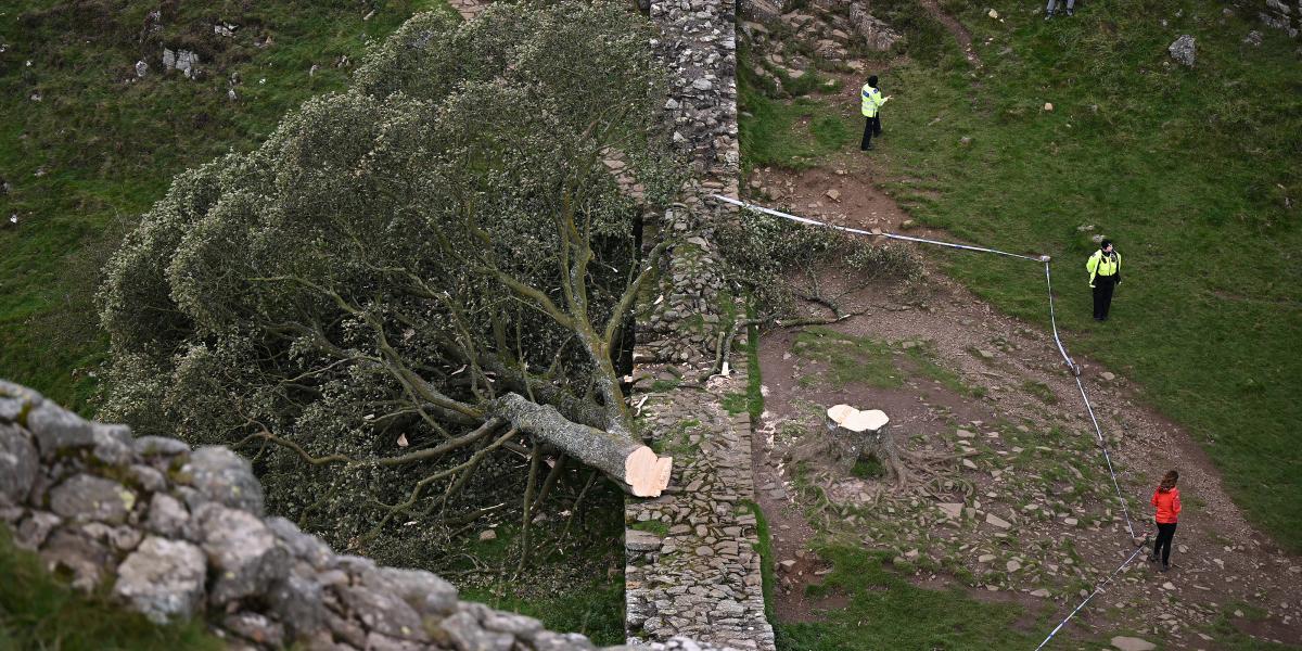A fa több mint 200 évig állt a Hadrianus-falnál, mielőtt 2023 szeptemberében kivágták;A védőfal mellett álló platán rendkívül népszerű turistalátványosság volt a festői helyszín miatt