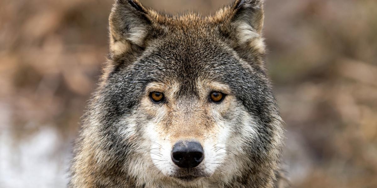 A döntés nem jelenti azt, hogy a farkasok hirtelen teljesen védtelenekké válnak