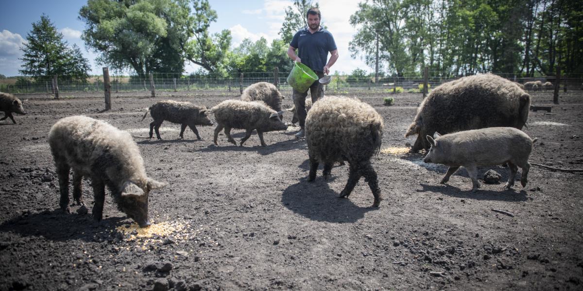 A család megélhetését jelenti a mangalicatelep. Ha máshogy nem megy, gasztroeseményeket szerveznek majd