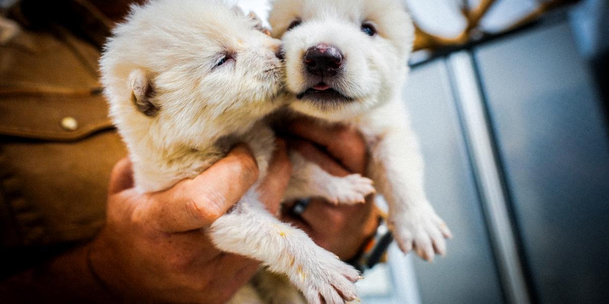 A Colossal
Biosciences által
génszerkesztéssel
létrehozott
„óriásfarkasok”,
amelyek inkább
tekinthetők
génmódosított
szürke farkasoknak