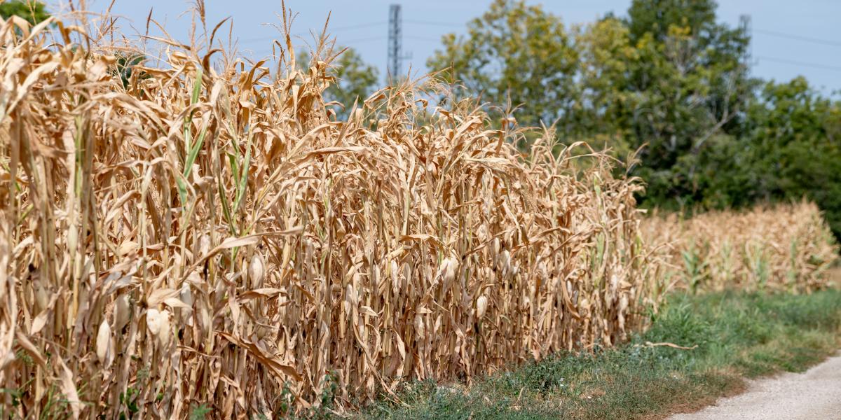A klímaváltozás, a perzselő meleg válaszokat követel a hazai agráriumtól