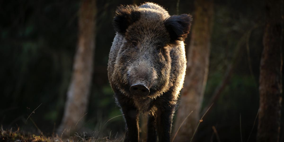 Képünk illusztráció 