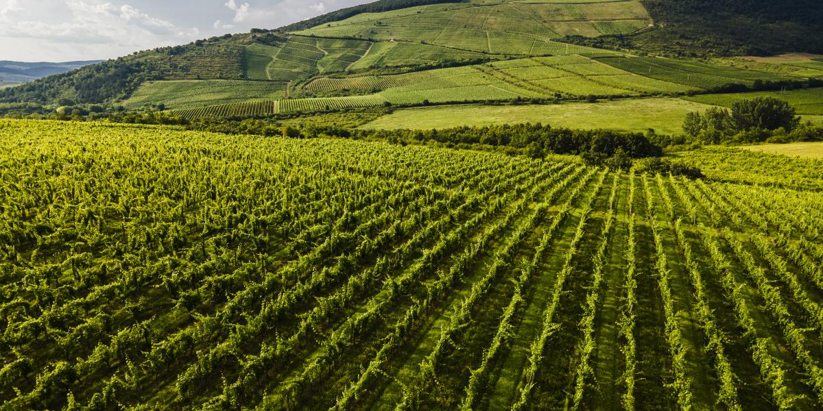 Szőlőtőkék az egri borvidéken – ha az egész ország olyan lenne, mint mondjuk Eger és környéke, tényleg minden migráncs ide akarna jönni, nem húzna el innen mindenki, aki teheti