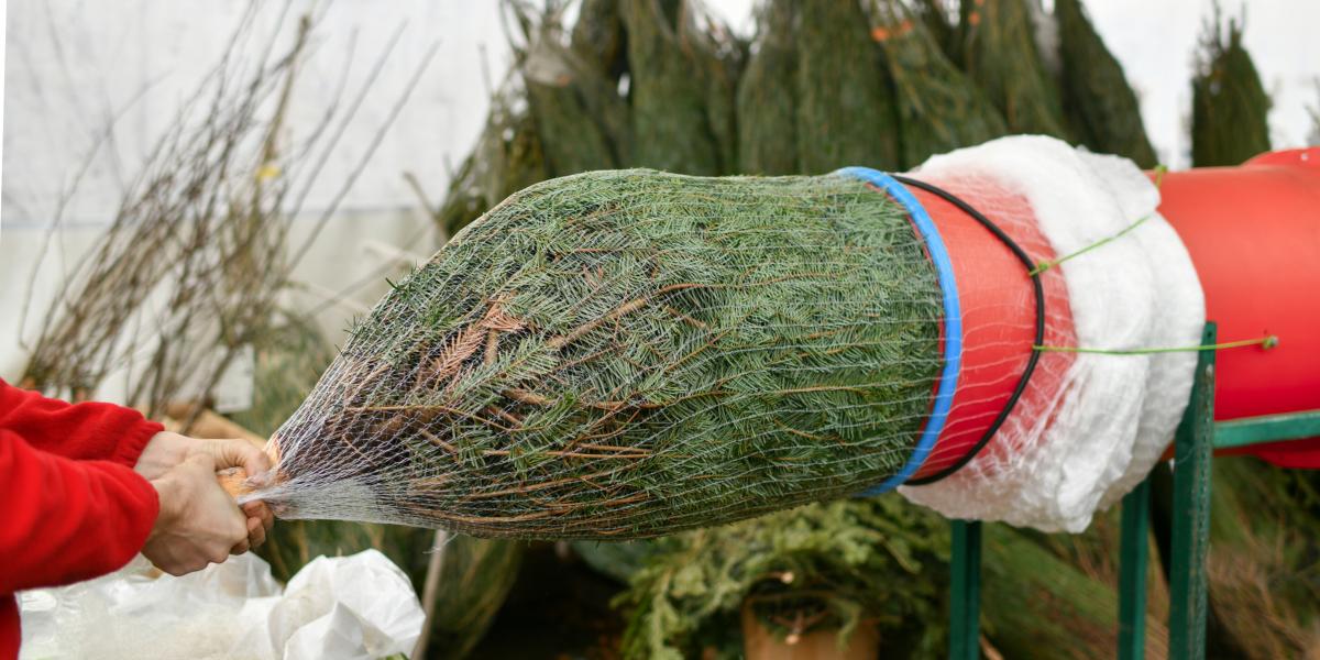  „Pillanatok alatt kiszúrtuk azt a magas, csinos, jó formájú Nord­mannt, amely büszkén állt a csomagológép mellett (ami alakra egészen olyan, mint a betonkeverő)”