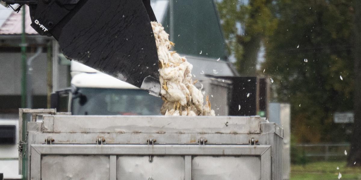 Az elpusztított, fertőzött madarakkal való érintkezés is tilos