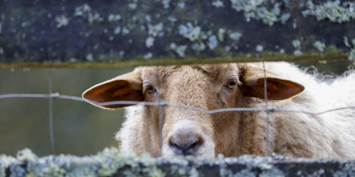 Képünk illusztráció