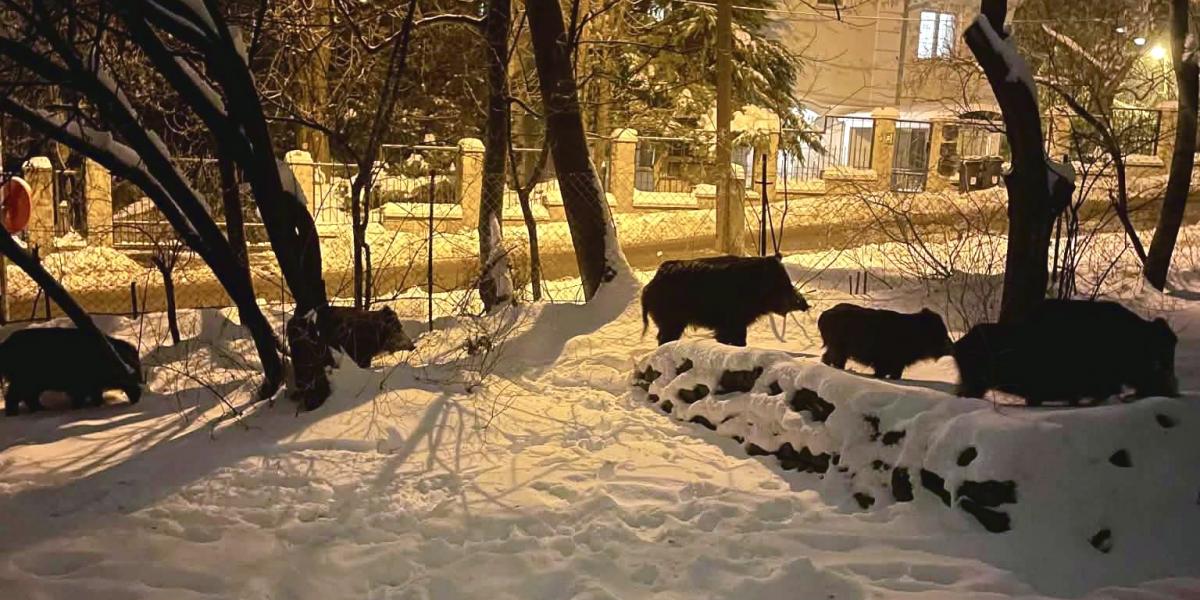 Vaddisznók Hegyvidék utcáin január 14-én.