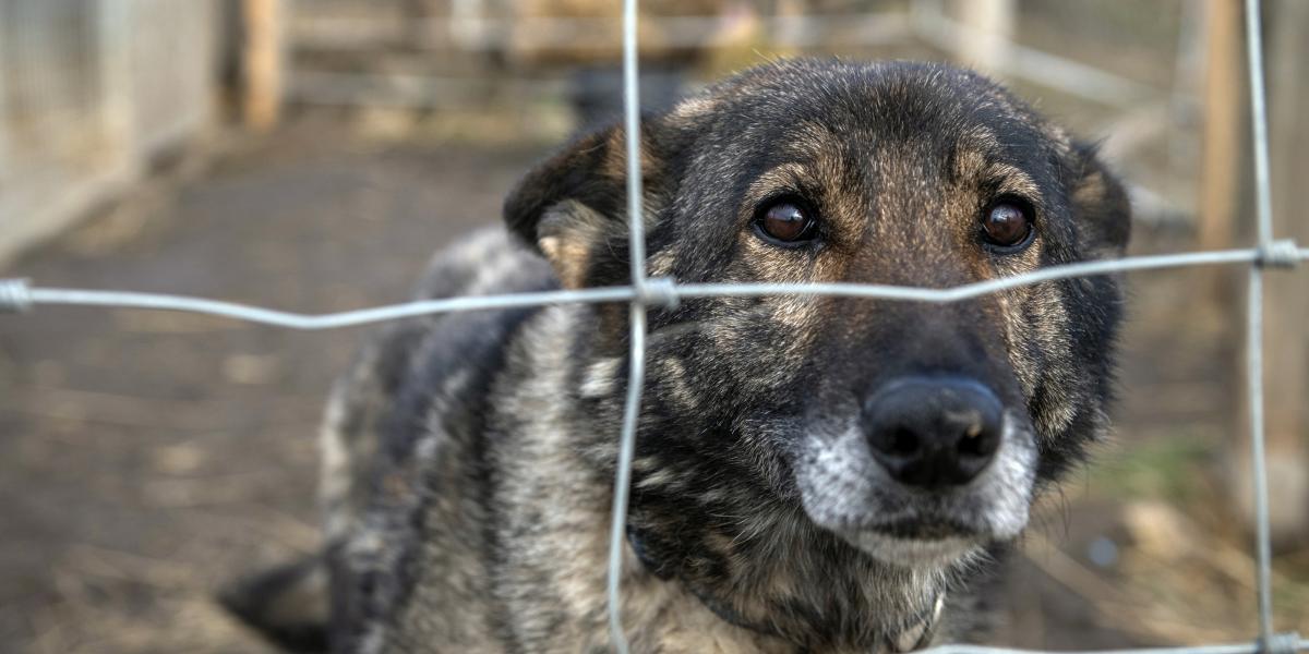 Egyre több, állatkínzással és bántalmazással kapcsolatos ügy kerül a bíróság elé