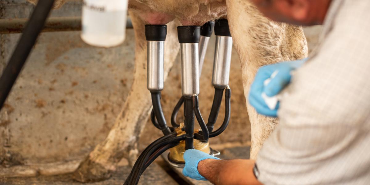 Vannak olyan gazdaságok, ahonnan
a lefejt tejet már el sem vitetik, mert azzal is csak a ráfizetés nőne