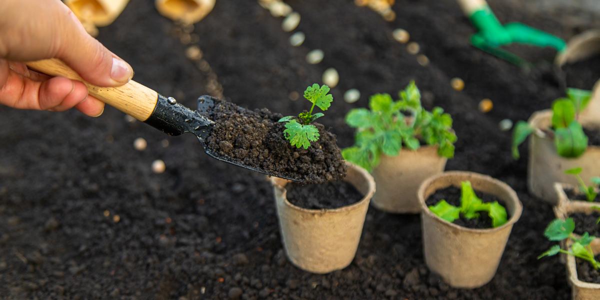 A fagyra érzékeny növényeket márciusban cserépbe tegyük, hogy behozhassuk őket éjszakára