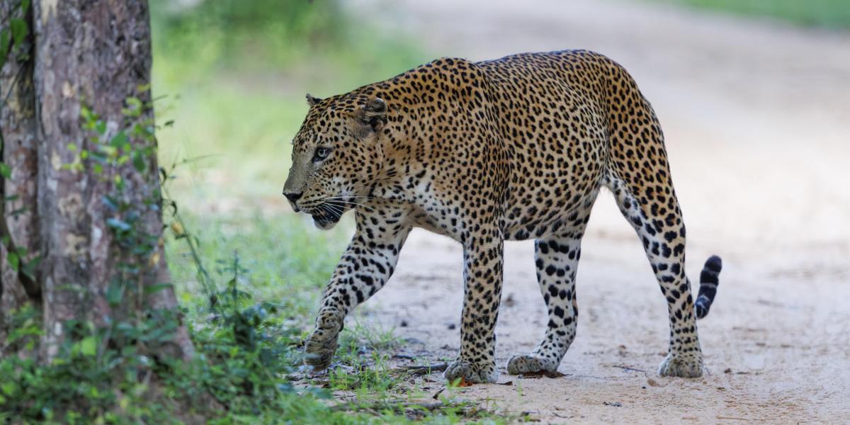 Leopárd a Kumana Nemzeti Parkban - Korábbi felvétel 