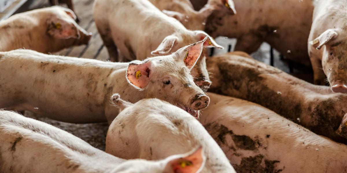 A vírus elsősorban a sertéseket érinti, de háziállatainkat is megfertőzheti