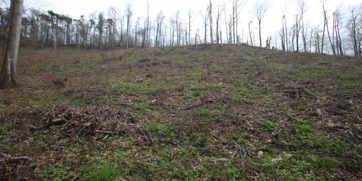 Tarvágás a Börzsönyben, egy Natura 2000-es besorolású természetvédelmi területen