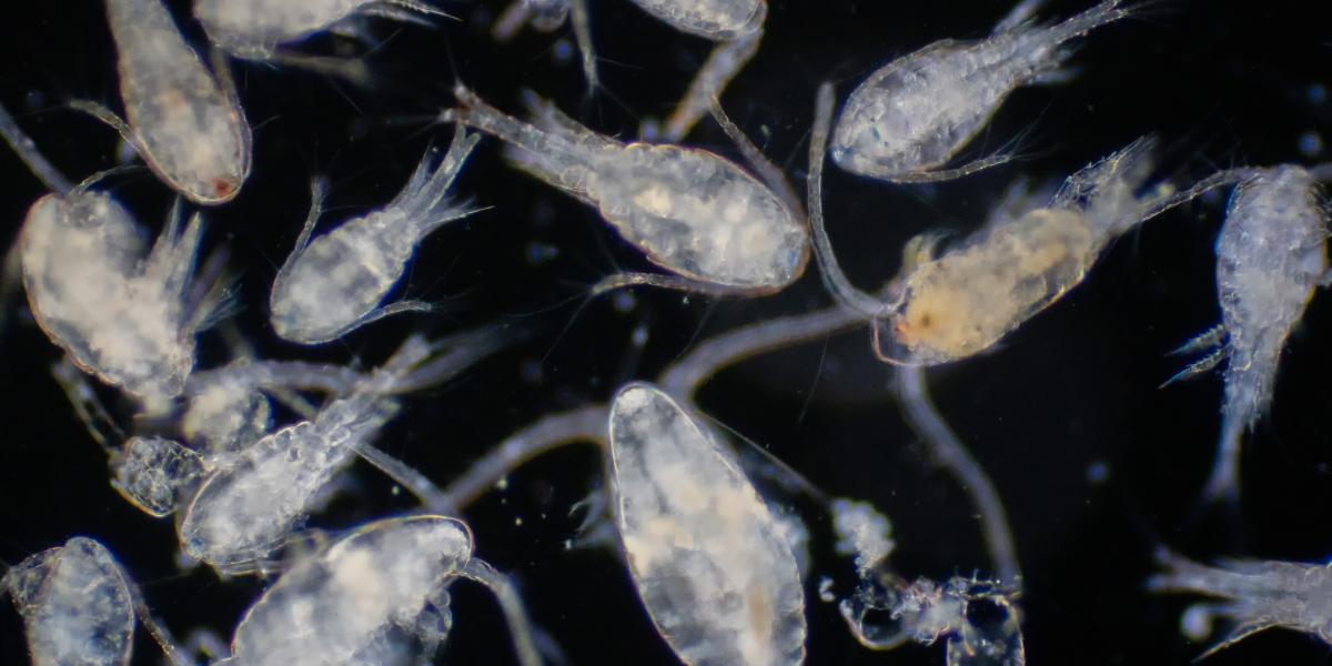 Az alsóbbrendű rákok is a zooplankton fajok közé tartoznak és fitoplantonokkal táplálkoznak