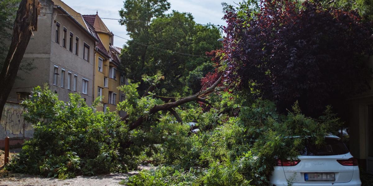 Késő bánat. Ha van rá mód, parkoljunk messzebb a nagyobb fáktól, és ahol jégeső várható, terítsünk pokrócot az autóra