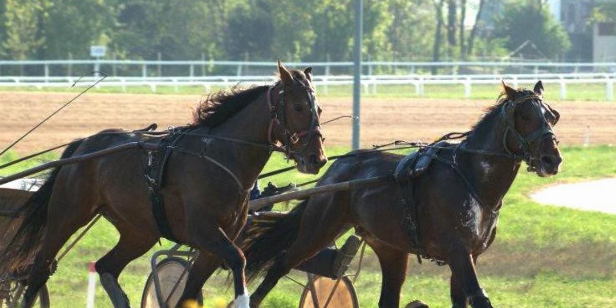 A ló-szereplőket is gondos válogatás előzi majd meg Fotó: Kincsem Park/Facebook