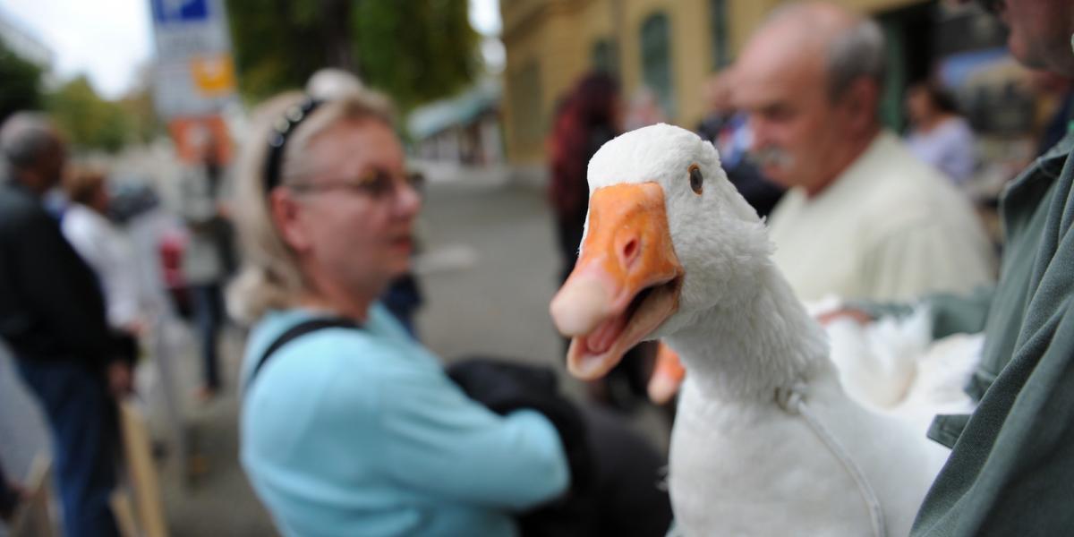 Sok helyen fogadták libával Bajnaiékat. Fotó: Bielik István/Népszava