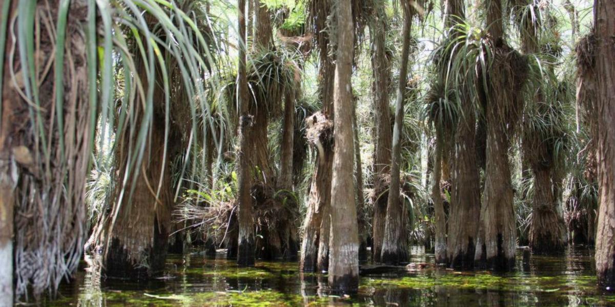 Kristálytiszta hűs víz és broméliák a fákon – Everglades National Park Forrás: Török Zoltán/Facebook