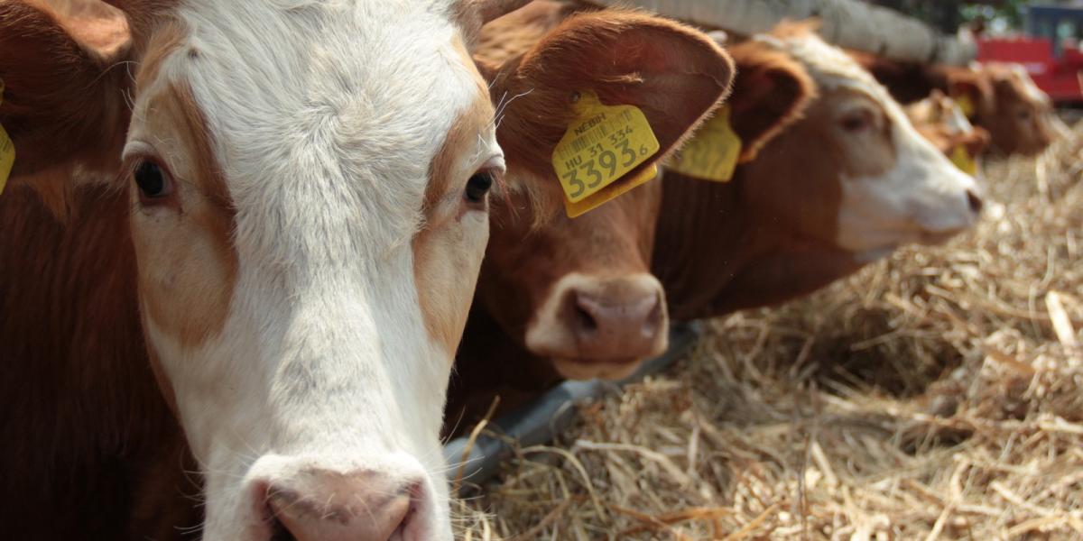 Tízmilliárdokkal rövidítette meg a kormányzati agrárpolitika a tejtermelőket FOTÓ: MOLNÁR ÁDÁM