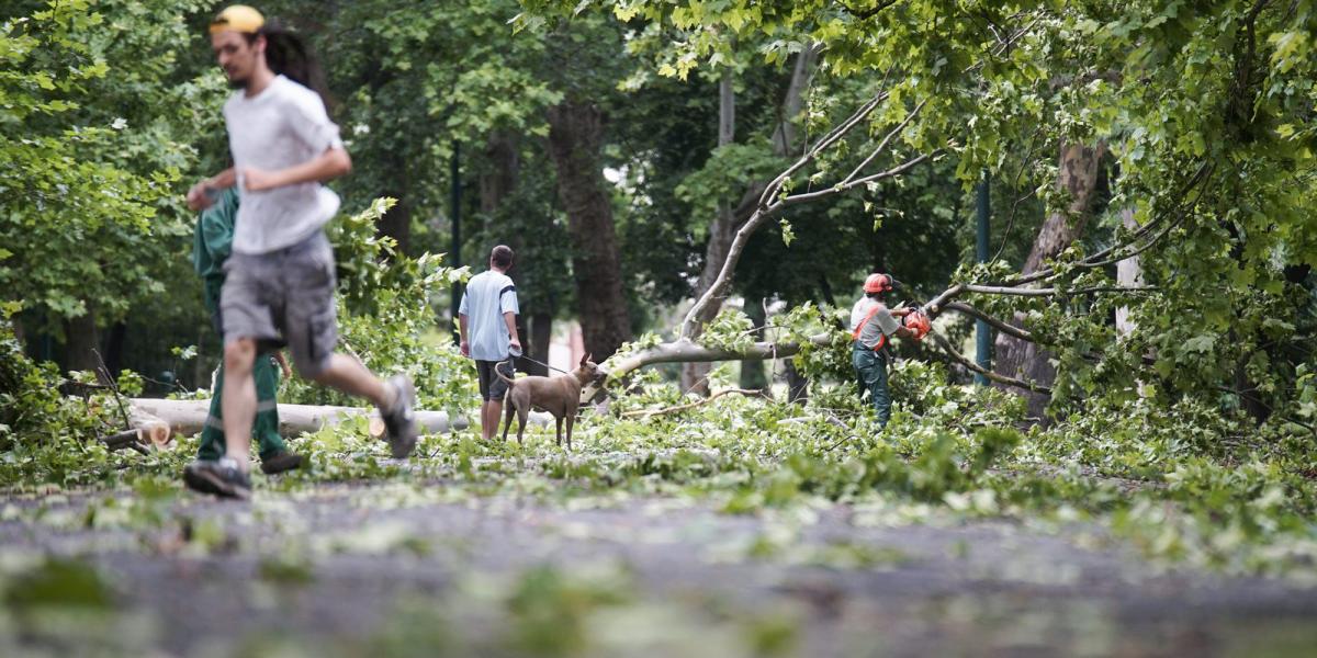 A Főkert Nonprofit Zrt. szakembere az előző napi viharban letört faágakat takarít el a budapesti Városligetben 2015. július 9-én