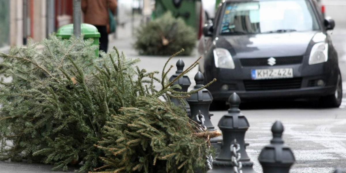 A karácsonyfaüzlet még mindig csábító, hiszen 2,5-3 millió fát forgalmaznak a szezonban FOTÓ:BIELIK ISTVÁN