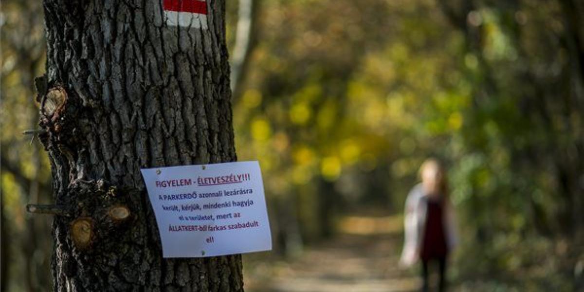 Most már fel lehet oldani az erdőjárási tilalmat. MTI FOTÓ: Sóki Tamás