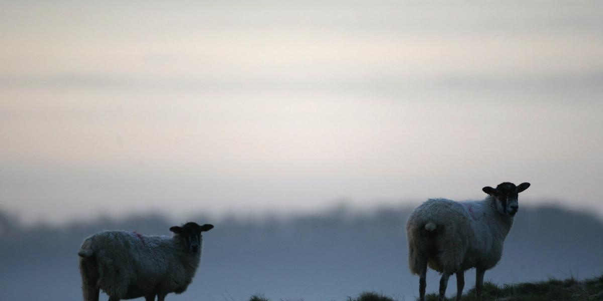 Fotó: Matt Cardy/Getty Images