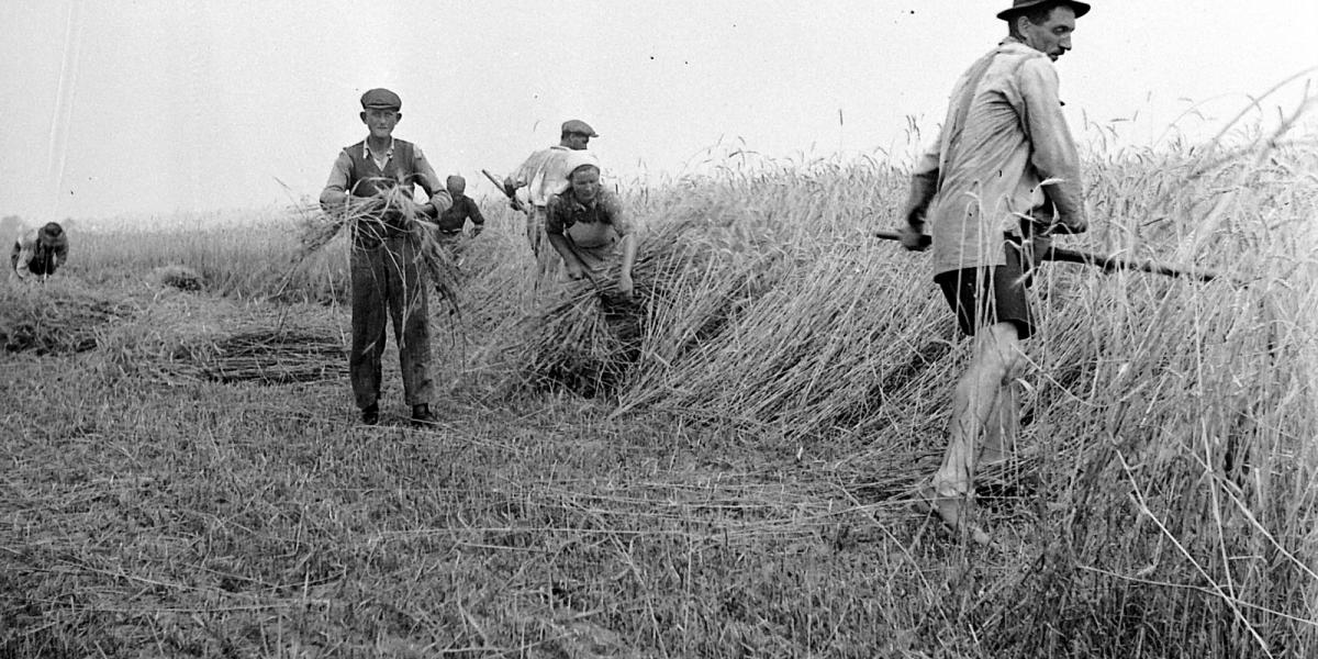 Kézi kaszás aratás, a kalászokat marokszedő gyűjti - Forrás Fortepan 1932